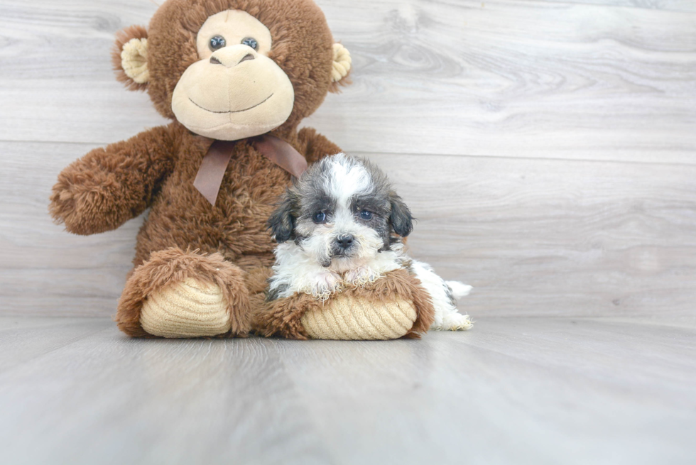 Teddy Bear Pup Being Cute