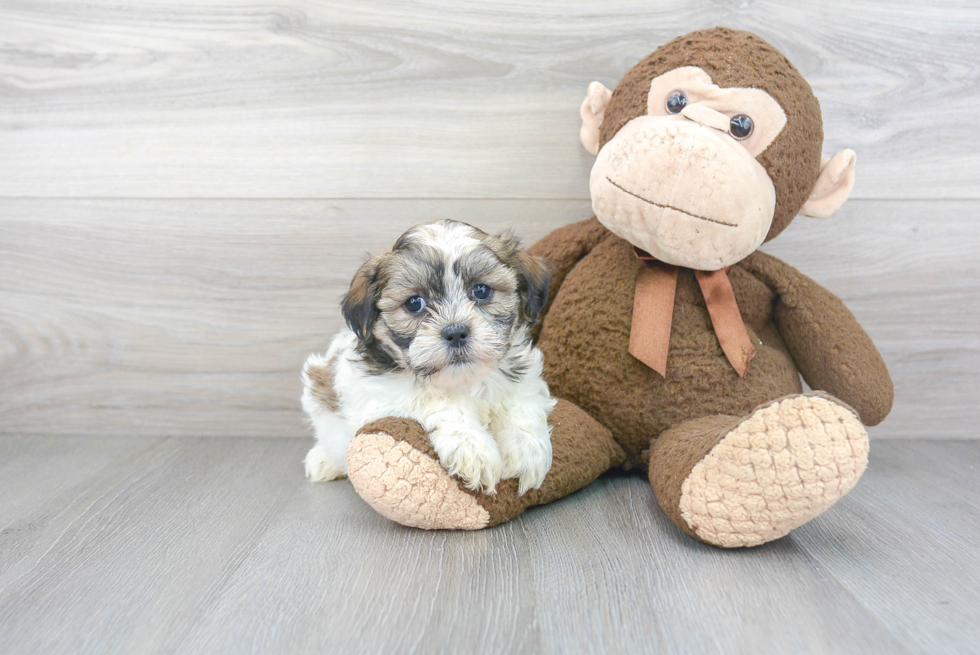 Teddy Bear Pup Being Cute