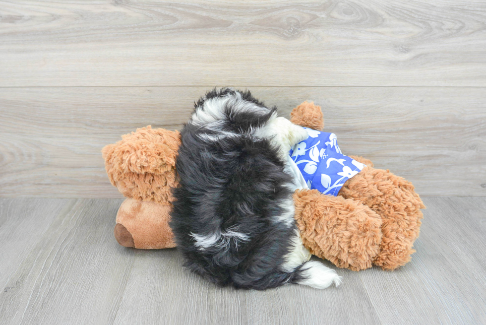 Teddy Bear Pup Being Cute