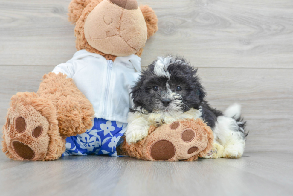 Teddy Bear Pup Being Cute