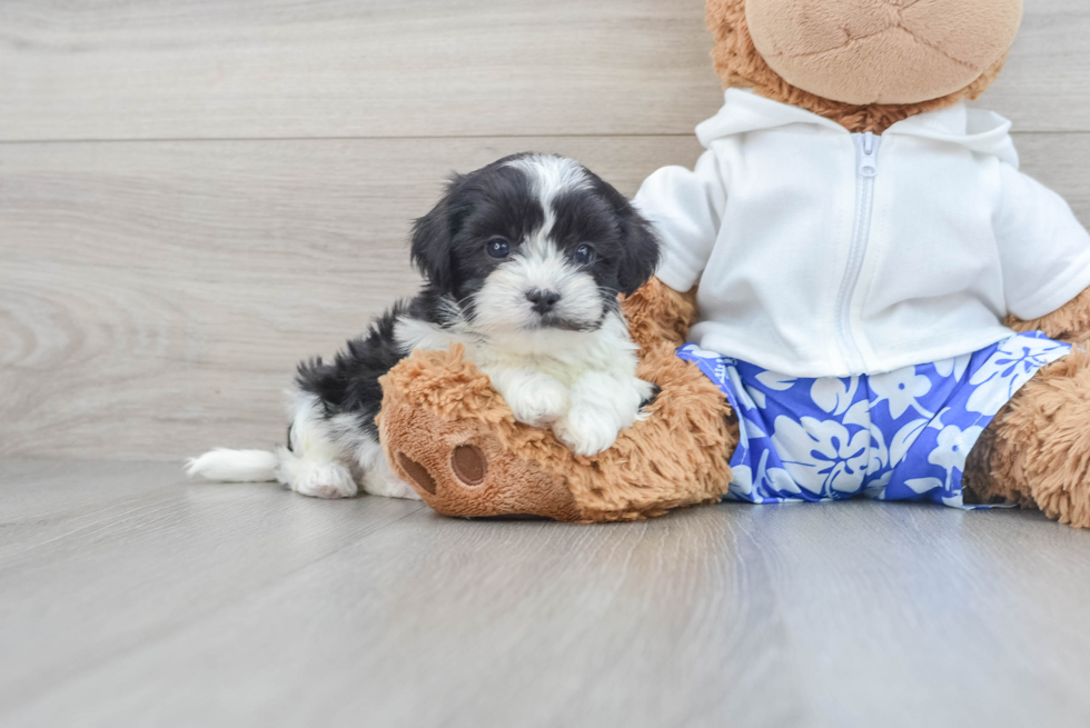 Teddy Bear Pup Being Cute