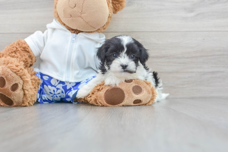 Teddy Bear Pup Being Cute