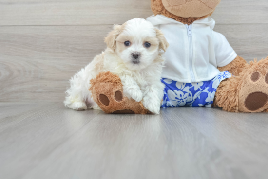 Popular Teddy Bear Designer Pup