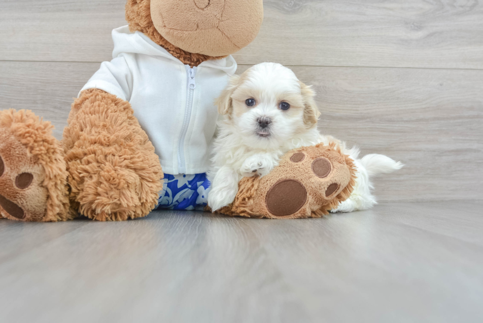 Best Teddy Bear Baby