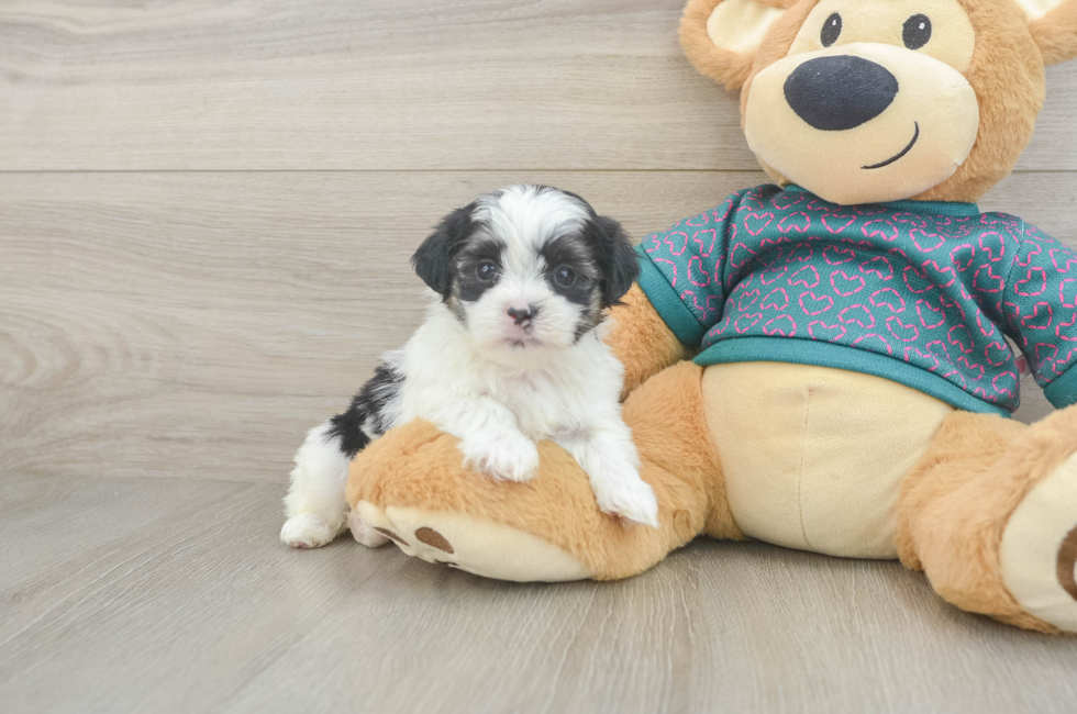 5 week old Teddy Bear Puppy For Sale - Premier Pups