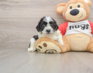 8 week old Teddy Bear Puppy For Sale - Premier Pups