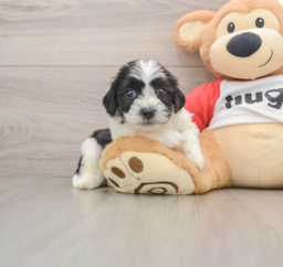 7 week old Teddy Bear Puppy For Sale - Premier Pups