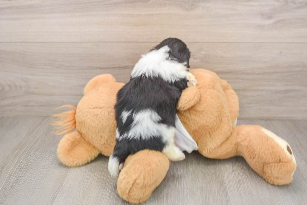 Teddy Bear Puppy for Adoption