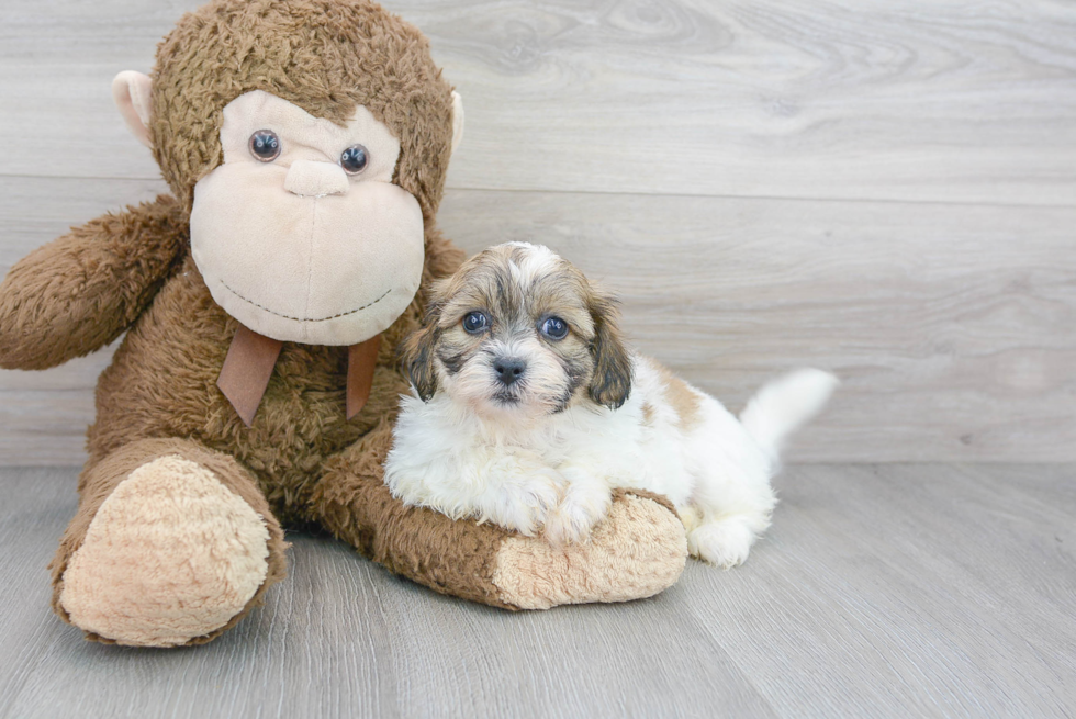 Teddy Bear Pup Being Cute