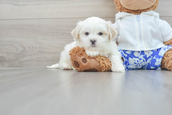 Teddy Bear Puppy for Adoption