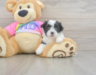 6 week old Teddy Bear Puppy For Sale - Premier Pups