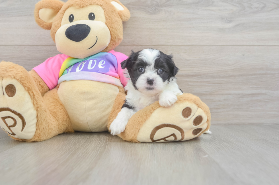 5 week old Teddy Bear Puppy For Sale - Premier Pups