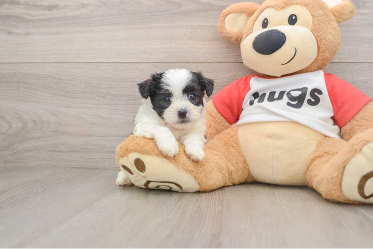 Best Teddy Bear Baby