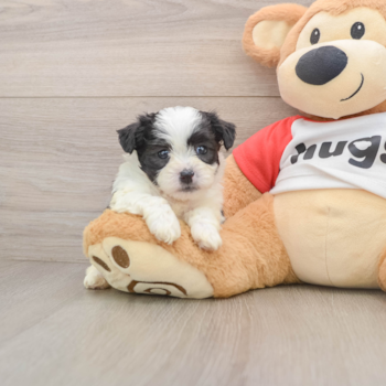 Best Teddy Bear Baby