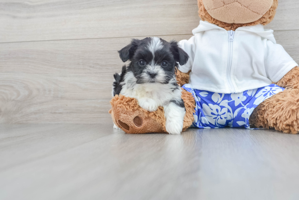 Fluffy Teddy Bear Designer Pup