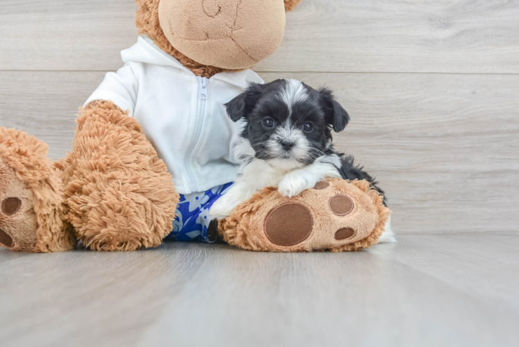 Teddy Bear Pup Being Cute