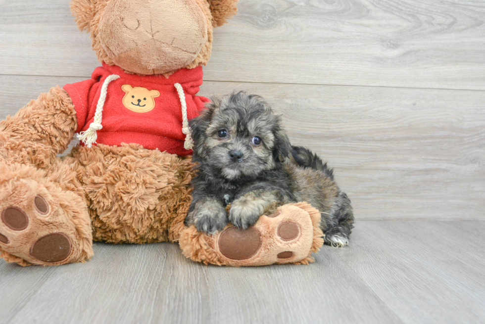 Teddy Bear Puppy for Adoption