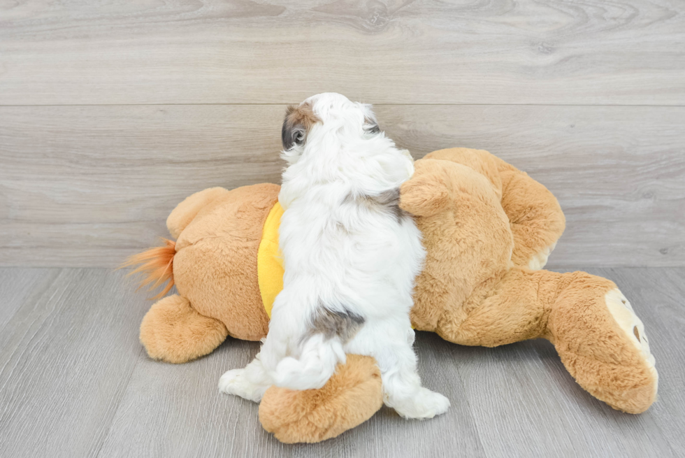 Best Teddy Bear Baby