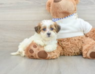 9 week old Teddy Bear Puppy For Sale - Premier Pups