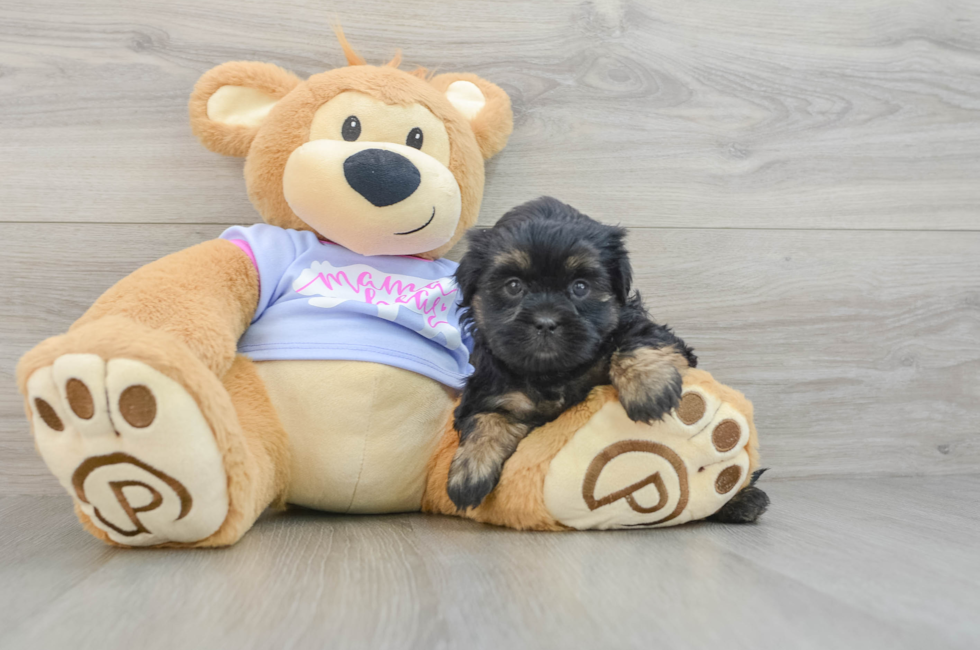 6 week old Teddy Bear Puppy For Sale - Premier Pups