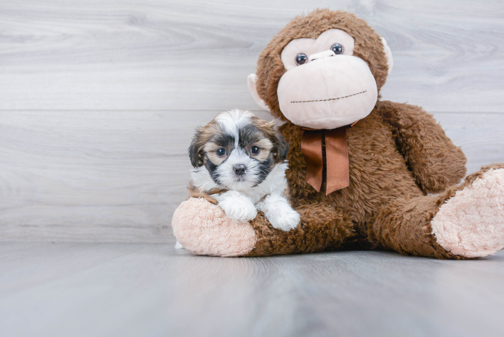 Teddy Bear Pup Being Cute