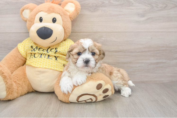 Sweet Teddy Bear Baby