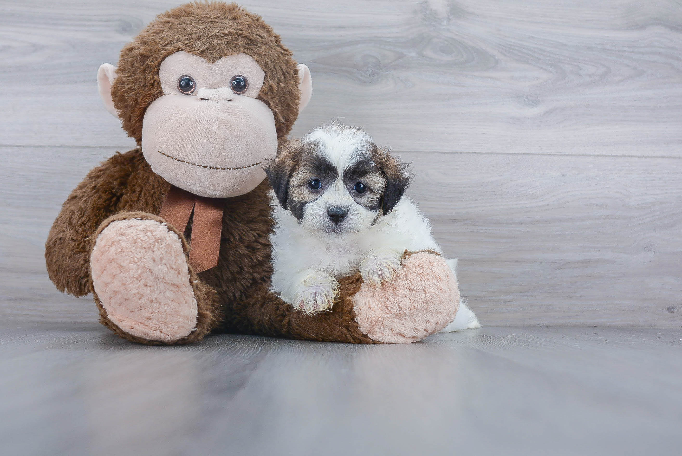 Friendly Teddy Bear Baby