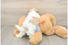 Best Teddy Bear Baby