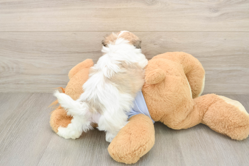 Best Teddy Bear Baby