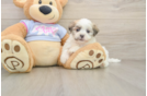 Adorable Shichon Designer Puppy