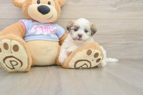 Adorable Shichon Designer Puppy