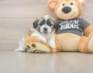 8 week old Teddy Bear Puppy For Sale - Premier Pups