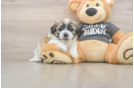 Best Teddy Bear Baby