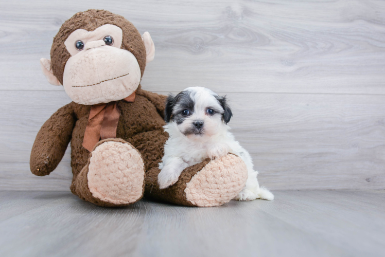 Teddy Bear Pup Being Cute