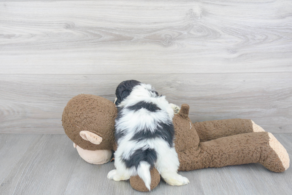 Teddy Bear Pup Being Cute