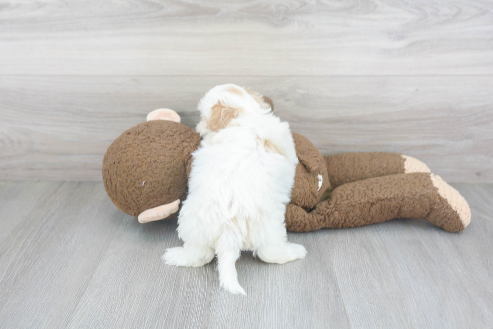 Teddy Bear Pup Being Cute