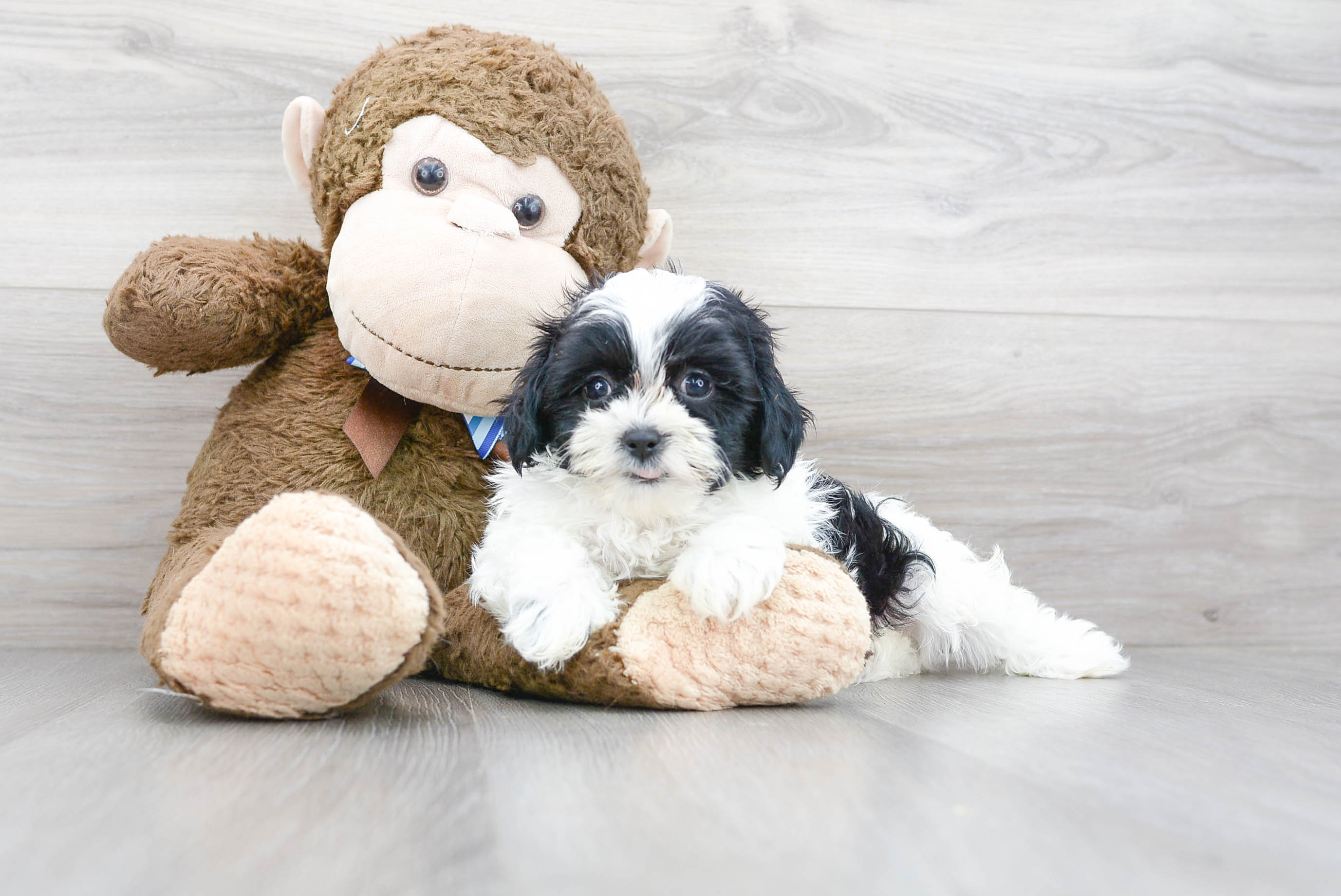 Hypoallergenic Shi Chon Designer Puppy
