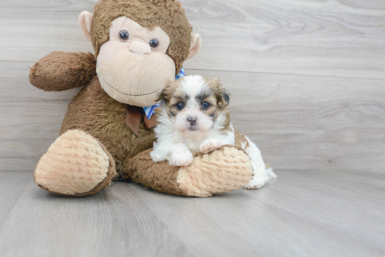 Teddy Bear Pup Being Cute