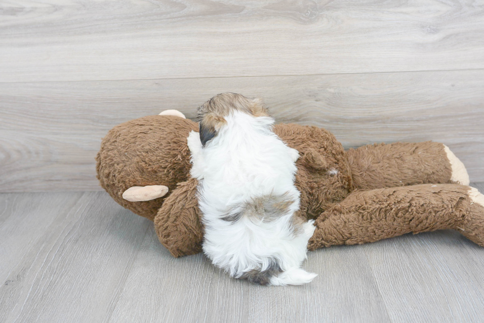 Teddy Bear Pup Being Cute