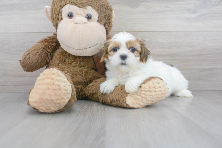 Cute Teddy Bear Designer Pup