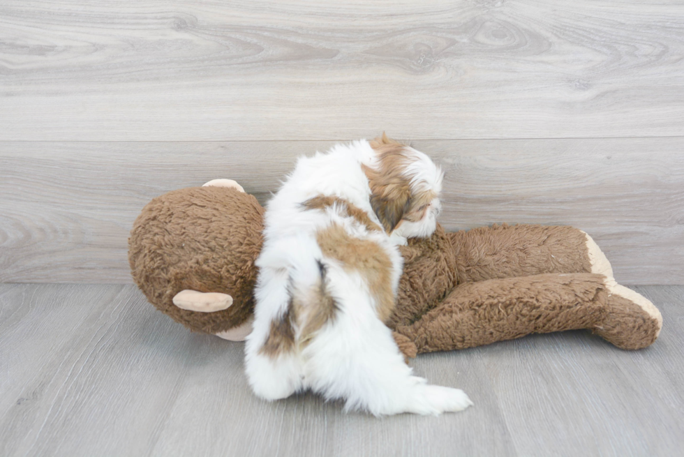 Cute Shichon Designer Puppy
