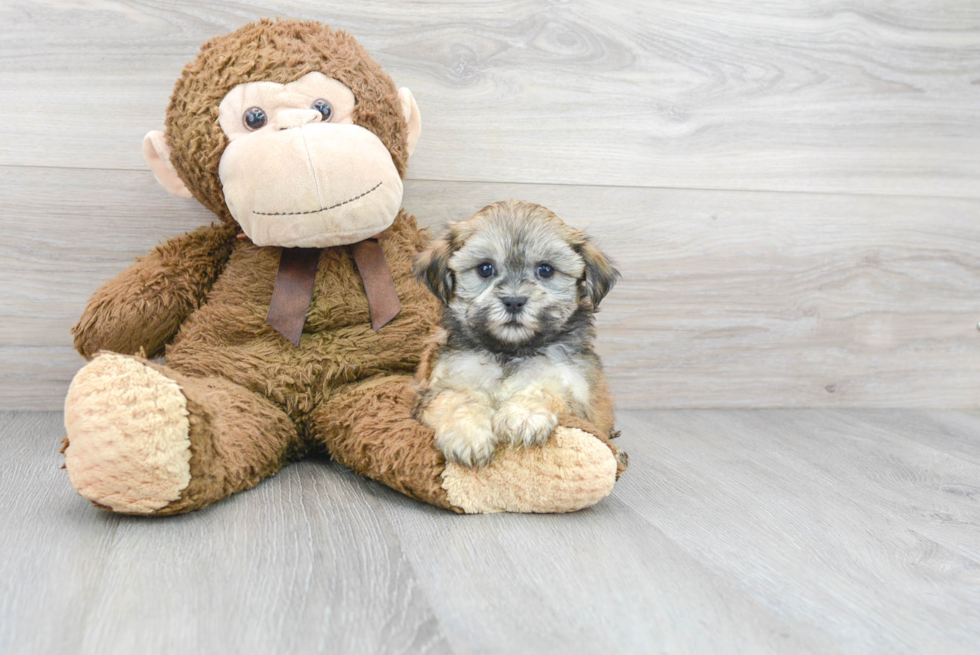 Teddy Bear Pup Being Cute