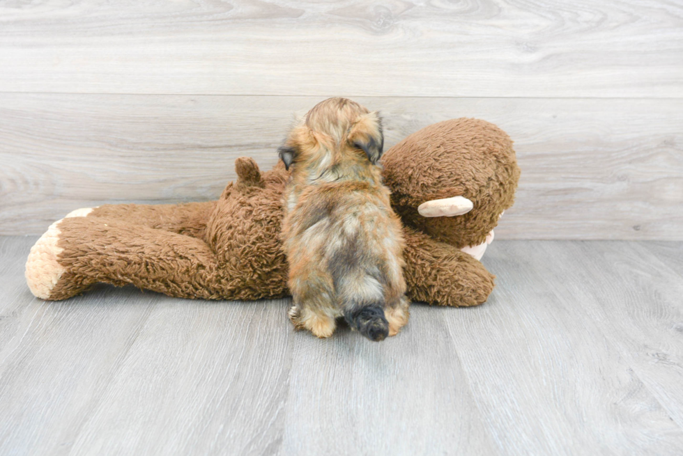 Fluffy Teddy Bear Designer Pup