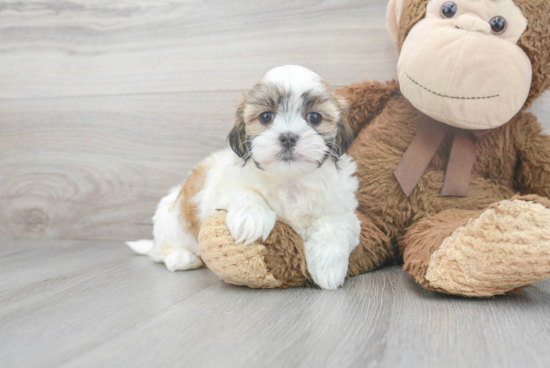 Teddy Bear Pup Being Cute