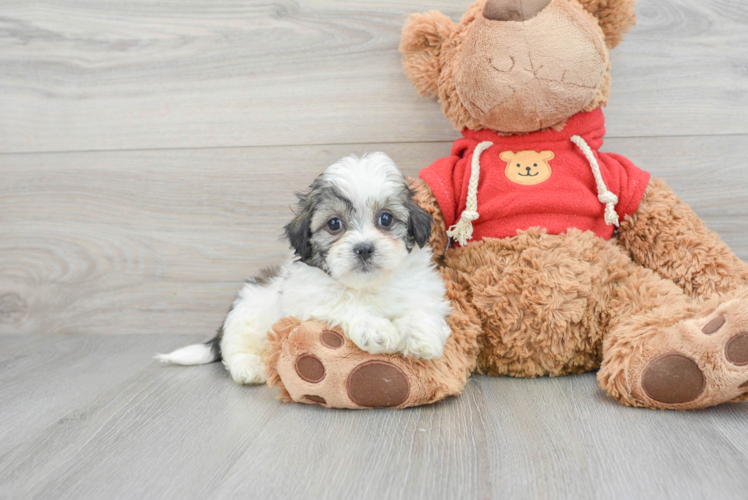 Teddy Bear Puppy for Adoption