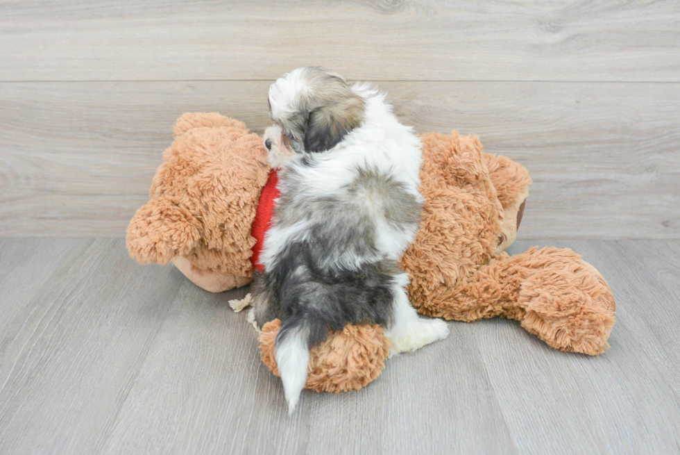 Teddy Bear Pup Being Cute