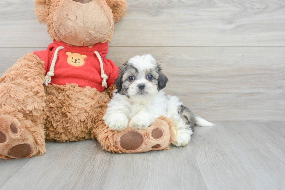 Sweet Teddy Bear Baby