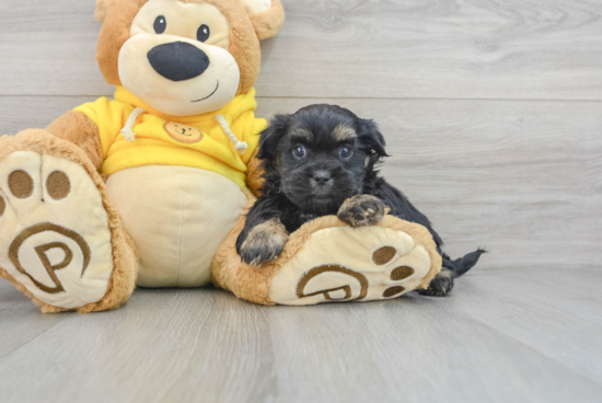 Teddy Bear Pup Being Cute