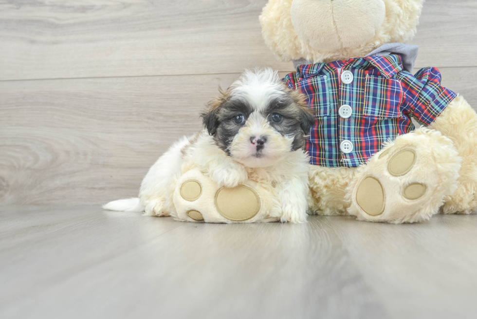 Petite Teddy Bear Designer Pup