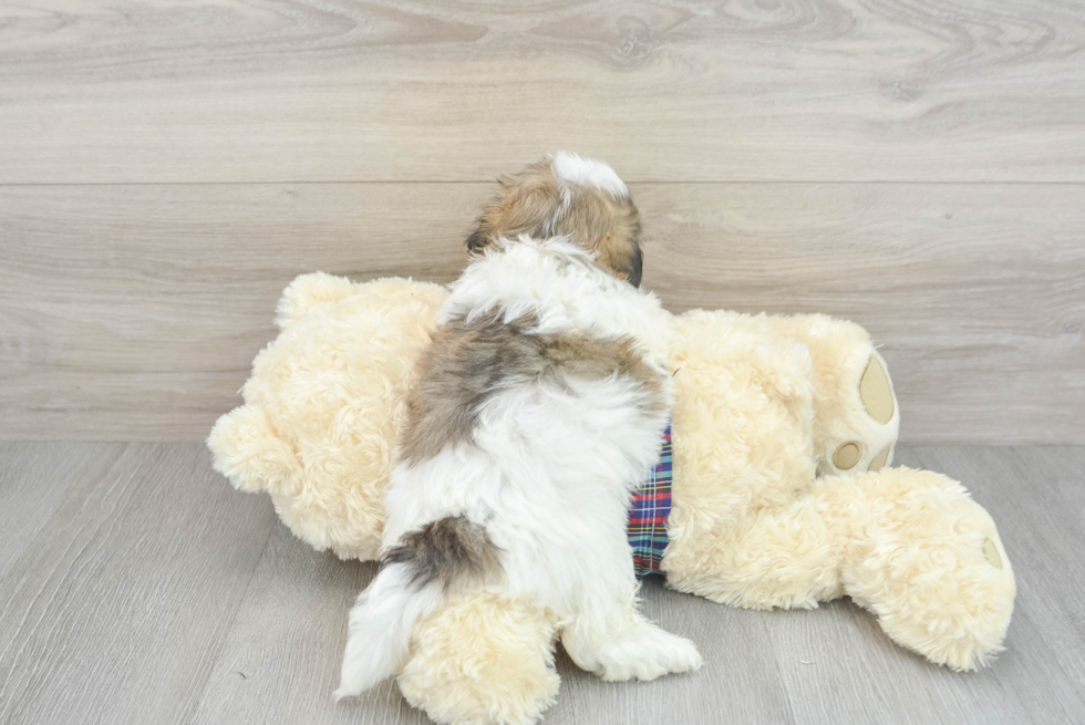 Teddy Bear Pup Being Cute